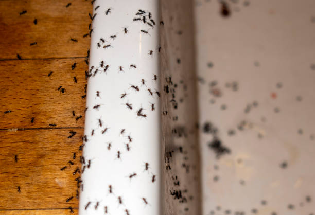 Best Bed Bug Extermination  in Annandale, MN