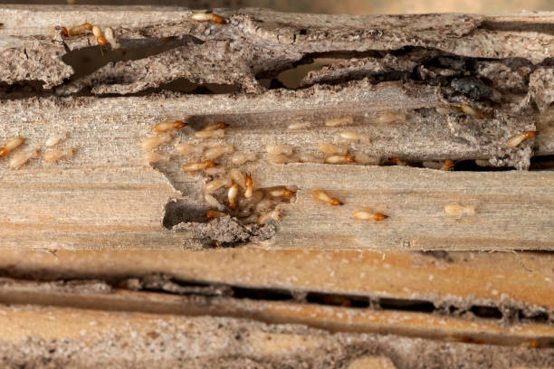Best Emergency Pest Control  in Annandale, MN